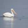 Photo of Freezout Lake Wildlife Management Area