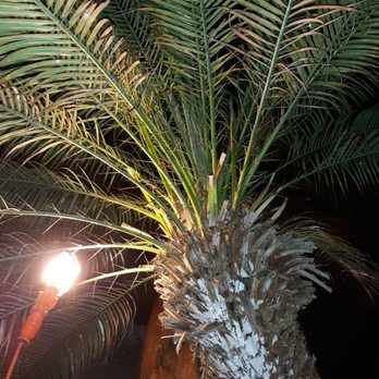 ILA'S SERVICES - a palm tree in the dark - Masonry/Concrete Near Me ILA'S SERVICES - a palm tree in the dark - Masonry/Concrete Near Me