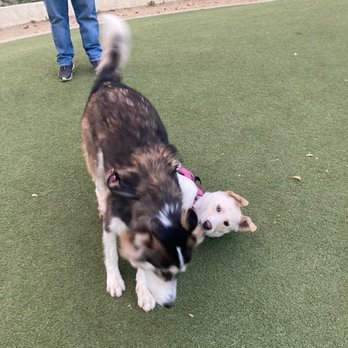 Eagle Rock Dog Park - Dogs - Dog Parks Near Me - Los Angeles, California Eagle Rock Dog Park - Dogs - Dog Parks Near Me - Los Angeles, California