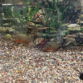 Terry's Aquarium & Pet Center - The two piranhas that I thought were adorable - Pet Stores Near Me - Hammond, Indiana Terry's Aquarium & Pet Center - The two piranhas that I thought were adorable - Pet Stores Near Me - Hammond, Indiana