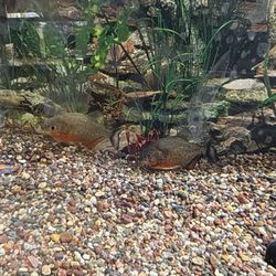 Terry's Aquarium & Pet Center - The two piranhas that I thought were adorable