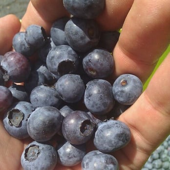 Hoffman Farm Store - Easy to pick as many as you could ever want. - Fruits & Veggies Near Me - Beaverton, Oregon