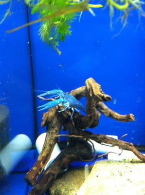 Preuss Pets by null