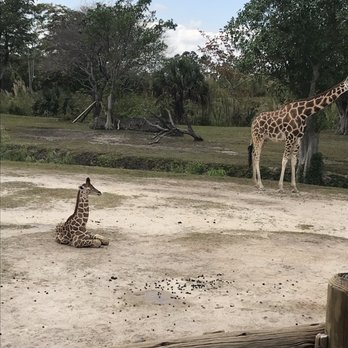 Zoo Miami - Baby giraffe - Zoos Near Me - Miami, Florida Zoo Miami - Baby giraffe - Zoos Near Me - Miami, Florida