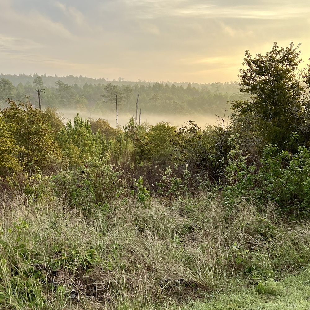 Bastrop State Park - Fog on the valley in AM - Parks Near Me - Bastrop, Texas