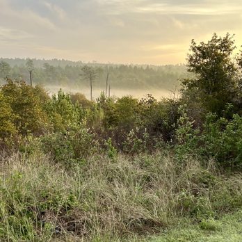 Bastrop State Park - Fog on the valley in AM - Parks Near Me - Bastrop, Texas