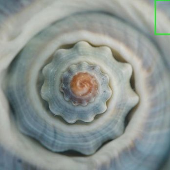 Broadway In Chicago - A detailed macro photograph of a seashell's spiral, showcasing its ridges, concentric lines, and natural coloration with shades of beige, gray, and a hint of orange at the center. The image emphasizes the shell's textured surface and intricate design. - Performing Arts Near Me - Chicago, Illinois
