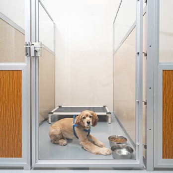 Aloha Pet Resort and Spa - Standard Suite: - 4 x 6 spacious suite - Elevated bedding - Room service and outdoor potty breaks multiple times daily - Pet Boarding Near Me - Cedar Falls, Iowa