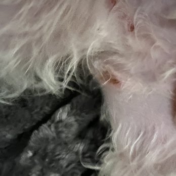 PetSmart - Multiple cuts and burns - Pet Stores Near Me - Bethesda, Maryland PetSmart - Multiple cuts and burns - Pet Stores Near Me - Bethesda, Maryland