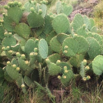 Rock Hound State Park - Parks Near Me - Deming, New Mexico Rock Hound State Park - Parks Near Me - Deming, New Mexico