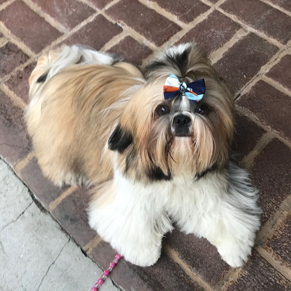Joyful Pet Grooming - Happy 10 month old Shih Tzu puppy post groom - Pet Groomers Near Me - Lake Oswego, Oregon