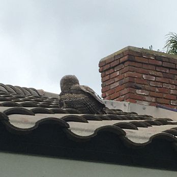 Gash Chimney Sweep - Got it out of the chimney. - Chimney Sweeps Near Me