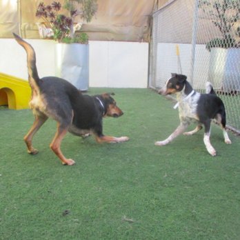 Pet Camp - Pet Training Near Me - San Francisco, California Pet Camp - Pet Training Near Me - San Francisco, California