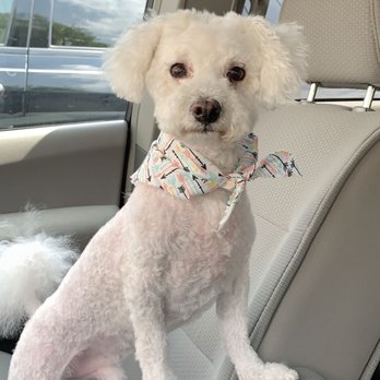 Happy Dog Grooming Salon - Good haircut from the past and from another location (sadly closed) - Pet Groomers Near Me - Frederick, Maryland
