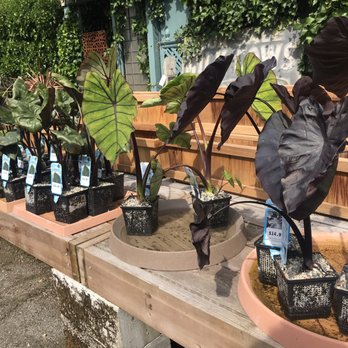 Southlands Nursery - Wide selection of elephant ears outside - Nurseries & Gardening Near Me - Vancouver, British Columbia Southlands Nursery - Wide selection of elephant ears outside - Nurseries & Gardening Near Me - Vancouver, British Columbia