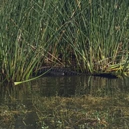 Alligator trying to hind in the reeds Alligator trying to hind in the reeds