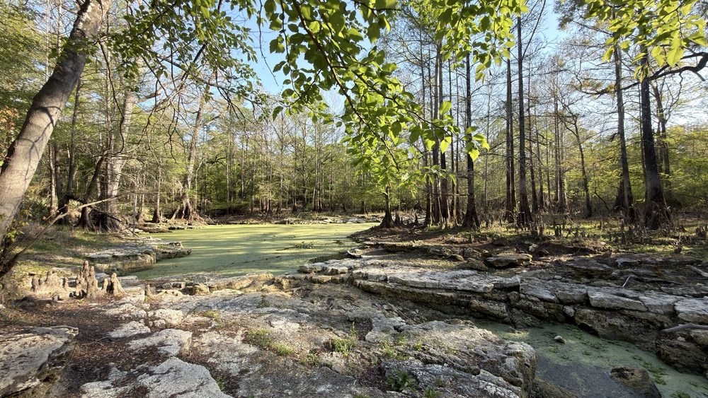 Wes Skiles Peacock Springs State Park Image