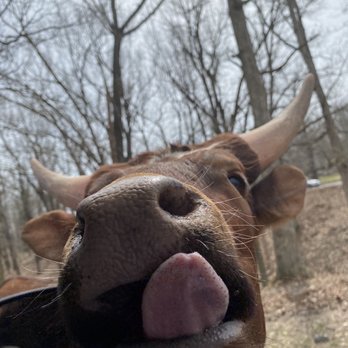 Wild Animal Safari - Zoos Near Me - Strafford, Missouri Wild Animal Safari - Zoos Near Me - Strafford, Missouri