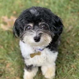 My dog a few days after his hair cut