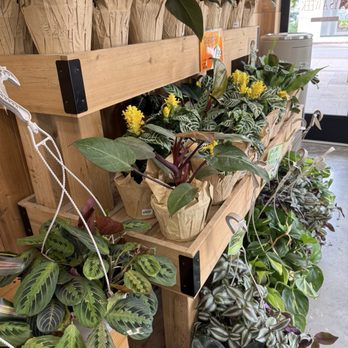 Trader Joe's - Grocery Near Me - Coral Gables, Florida