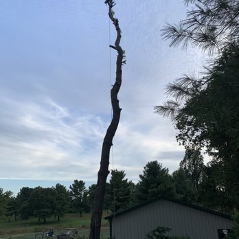 Cheapest Tree Services - A homeowner needed a dead tree removed before it would cause damage to his garage. - Tree Services Near Me