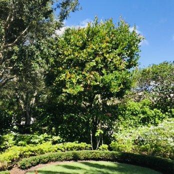 Oceanside Landscaping & Design - a lush lawn with trees and shrubs - Landscaping Near Me Oceanside Landscaping & Design - a lush lawn with trees and shrubs - Landscaping Near Me