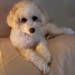 Toy Puppies Inc