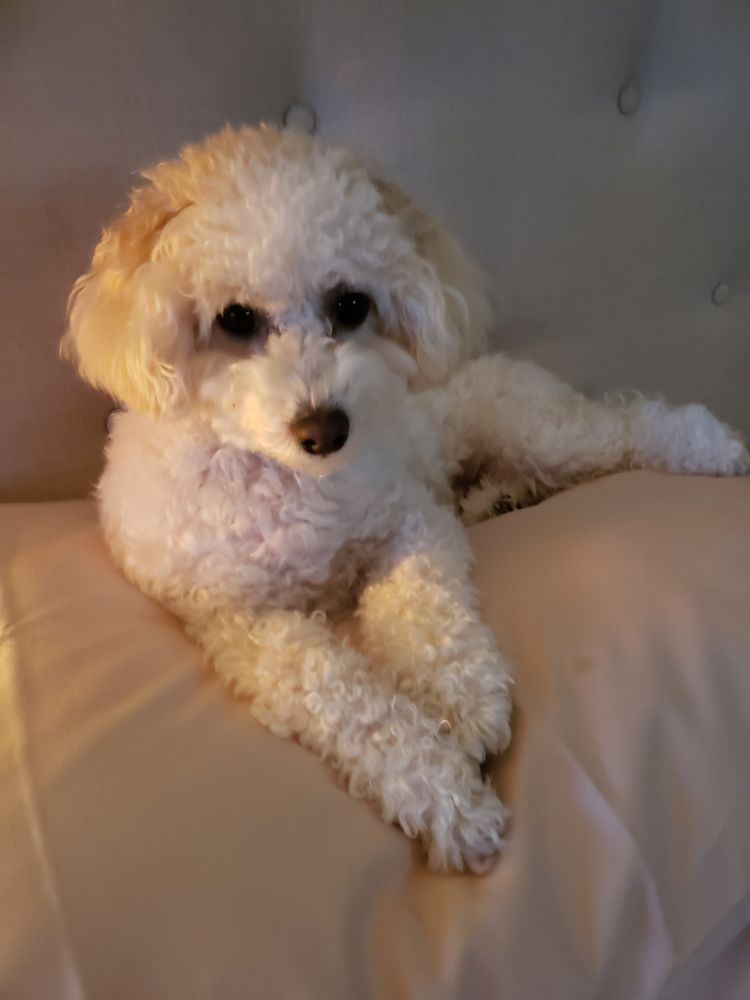 Toy Puppies Inc Image