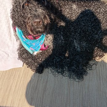 Beachy Boat Rentals - Our doodle all tuckered out and ready to sun bathe. - Boat Charters Near Me - Panama City, Florida Beachy Boat Rentals - Our doodle all tuckered out and ready to sun bathe. - Boat Charters Near Me - Panama City, Florida