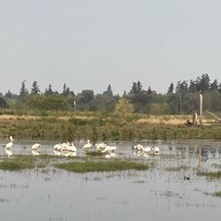 Tualatin River National Wildlife Refuge - Pelicans