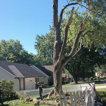 Alvarado Tree Services - Where we started - Tree Services Near Me Alvarado Tree Services - Where we started - Tree Services Near Me