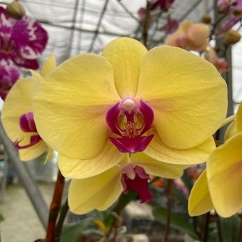 A Heavenly Garden - Nurseries & Gardening Near Me - Miami, Florida