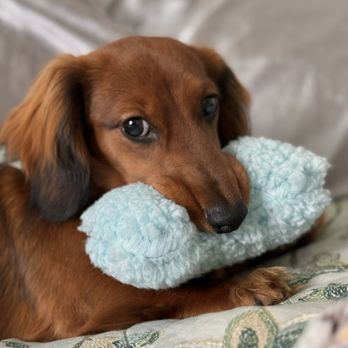 Dachshund Dude Ranch - Pet Services Near Me Dachshund Dude Ranch - Pet Services Near Me
