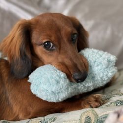 Dachshund Dude Ranch
