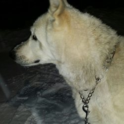Harbor Animal Hospital - Nikko my German Shepherd Husky mix