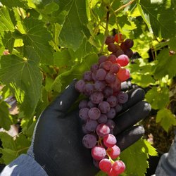 The Standard Design Group Nurseries - Grapes