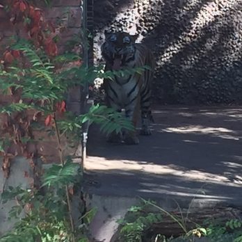 Denver Zoo - Zoos Near Me - Denver, Colorado Denver Zoo - Zoos Near Me - Denver, Colorado