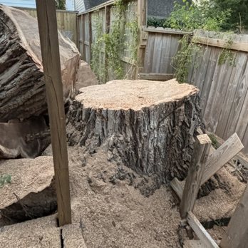 Spring Wood - Tree Services Near Me - Houston, Texas