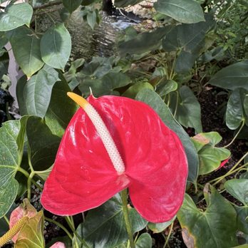 Lincoln Park Conservatory - Parks Near Me - Chicago, Illinois