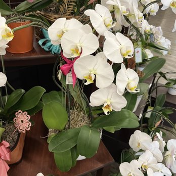 Safeway - Beautiful orchids - Grocery Near Me - Pleasant Hill, California