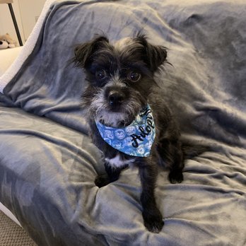 Waggytail Rescue - Pet Adoption Near Me