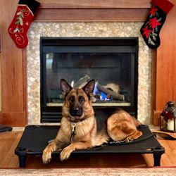 Black Paw Dog Training - "Place" is such an important command