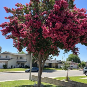 Eder Tree Service and Lawn Maintenance - Before - Tree Services Near Me Eder Tree Service and Lawn Maintenance - Before - Tree Services Near Me
