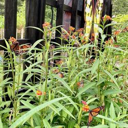7/23 counted 37 Monarchs on tropical milkweeds