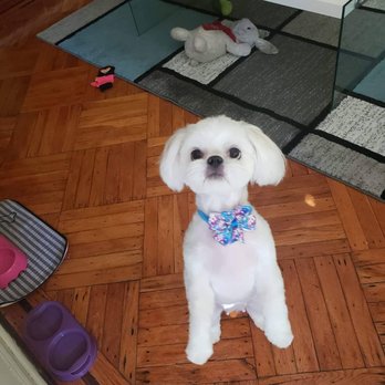 Disco Paws - Pet Sitting Near Me - Astoria, New York