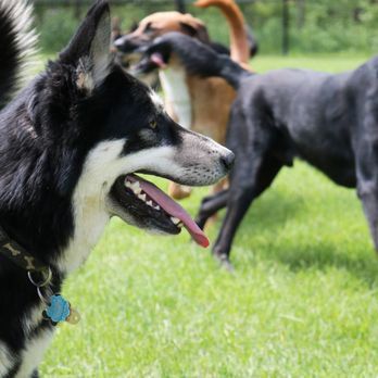 FIDO - Pet Training Near Me - Lancaster, Ohio