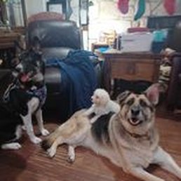 Chevy, Luna and Snowball Chevy, Luna and Snowball