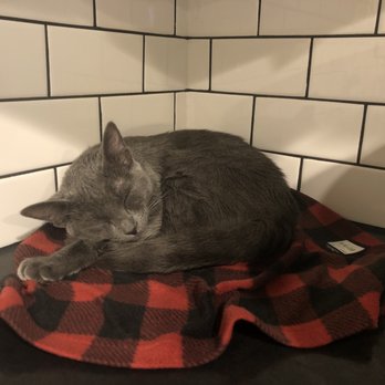 Midland Humane Coalition - Our little baby. - Pet Adoption Near Me - Midland, Texas Midland Humane Coalition - Our little baby. - Pet Adoption Near Me - Midland, Texas