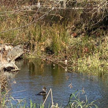 Westmoreland Park - How many animals can you find along the creek? - Parks Near Me - Portland, Oregon Westmoreland Park - How many animals can you find along the creek? - Parks Near Me - Portland, Oregon