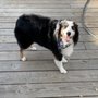 Photo of TLC Pet Grooming